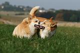 CORGI PEMBROKE 1106